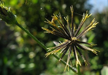 老鴉草,金盞銀盤,三葉鬼針草,老鼠槍,長壽草,神草,為菊科溼草類野生