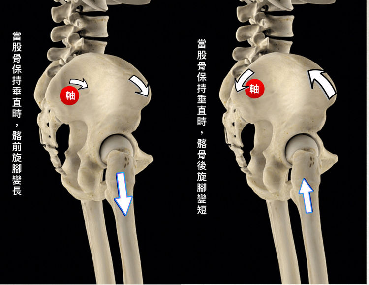 髋关节的后面,所以当我们双脚是伸直时,股骨便在髂骨前旋和后旋产生了