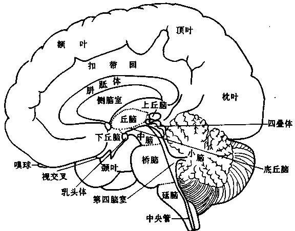 图5脑半球内侧面中脑,桥脑和延脑统称脑干,它的腹侧由脊髓与大脑之间