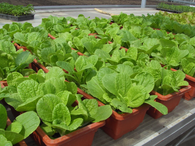 移动农业盆栽蔬菜创业好项目山东富硒帮