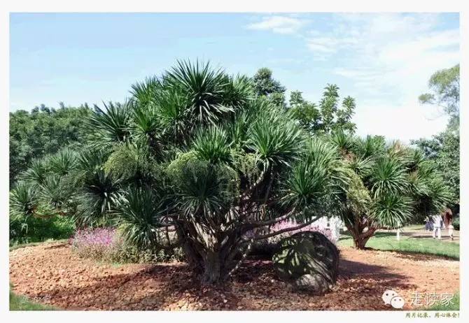 磨盘草 锦葵科 别名:牛牯仔麻,冬葵子,牛响草047.