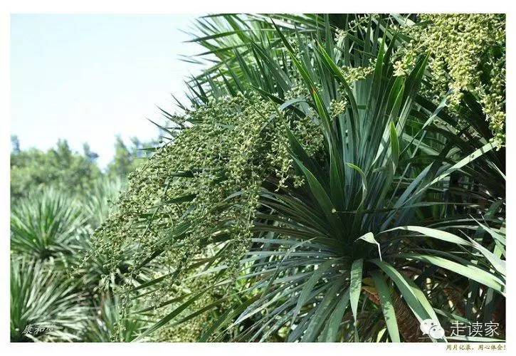 磨盘草 锦葵科 别名:牛牯仔麻,冬葵子,牛响草047.