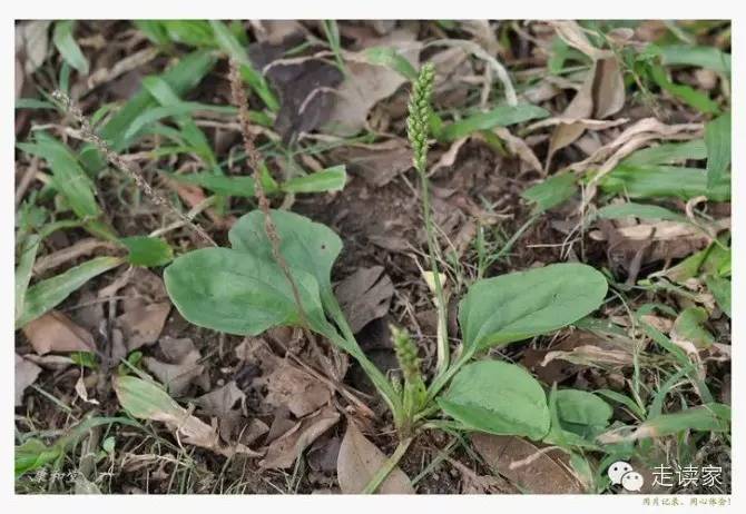 海南常见植物大全