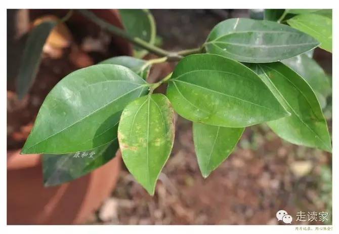 樟树,樟属 樟科095.鸡蛋花,鸡蛋花属 夹竹桃科 别名:缅栀子094.