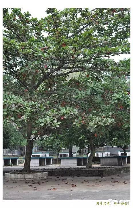 鸡蛋花,鸡蛋花属 夹竹桃科 别名:缅栀子094.盾柱木