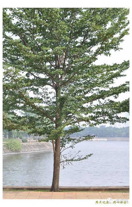 海南常见植物大全