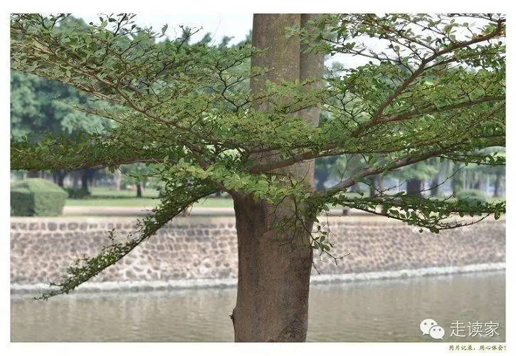 海南常见植物大全