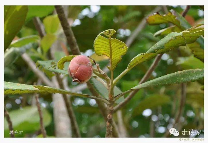 小葉欖仁,訶子屬 使君子科 別 名: 細葉欖仁,非洲欖仁,雨傘樹098.