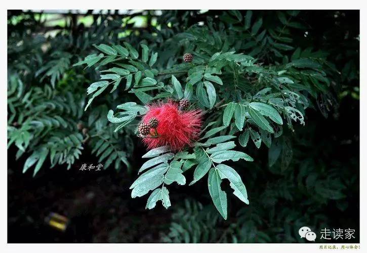 木芙蓉,木槿屬 錦葵科 別名:芙蓉花,拒霜花,木蓮,地芙蓉102.琴葉珊瑚