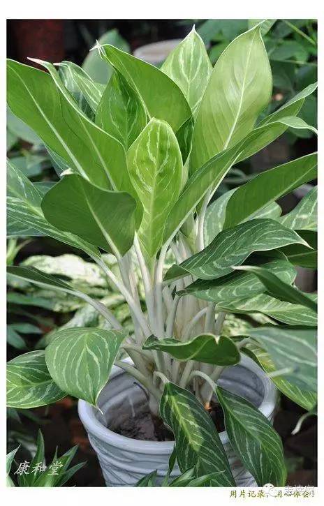 飞机草,泽兰属 菊科 ,别名:香泽兰121.猪屎豆,猪屎豆属 蝶形花科120.