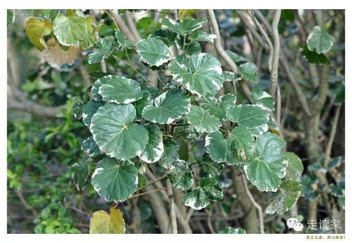 144.澳洲鸭脚木,五加科 鹅掌柴属 别名:辐叶鹅掌柴,昆士兰伞木143.