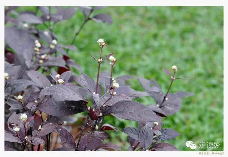 紅龍草,莧科 蓮子草屬 ,別名:大葉紅草,紅莧草152.