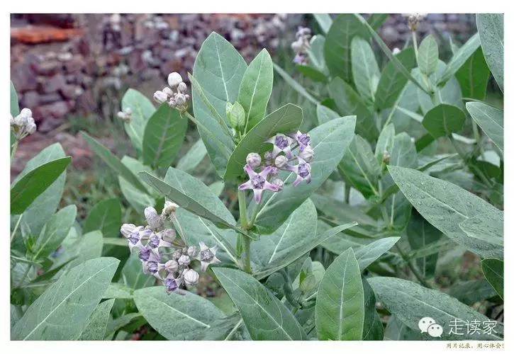 165.牛角瓜,牛角瓜属 萝藦科 别名:断肠草;五狗卧花166.