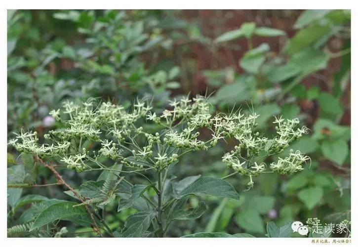 海南常見植物大全