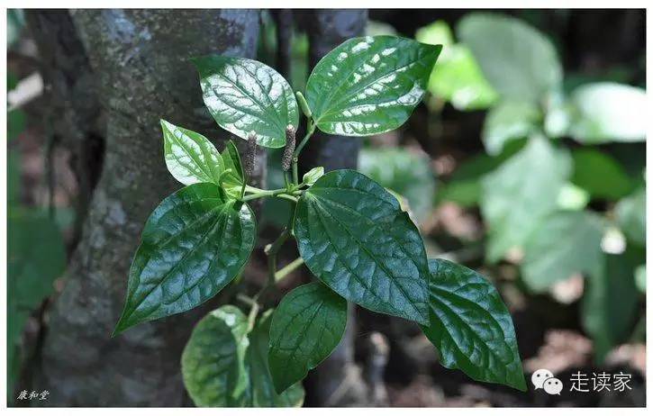 水茄,茄屬 茄科 別名: 山顛茄,金衫扣179