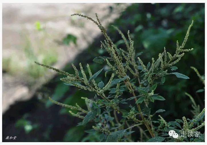 海南常见植物大全