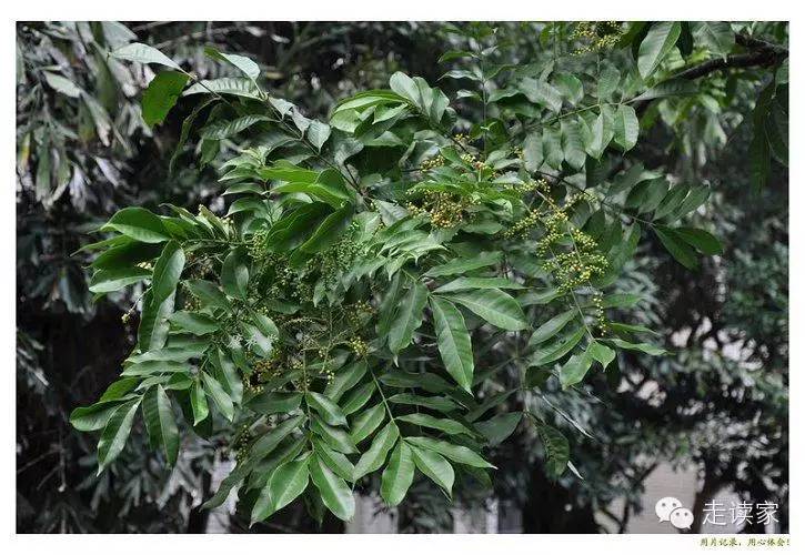 海南常见植物大全