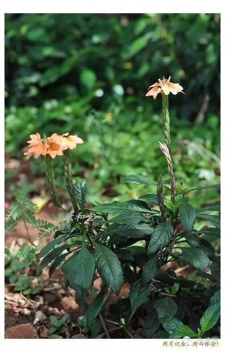 海南常见植物大全