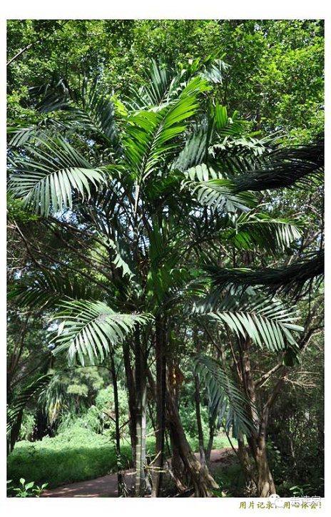 海南常見植物大全