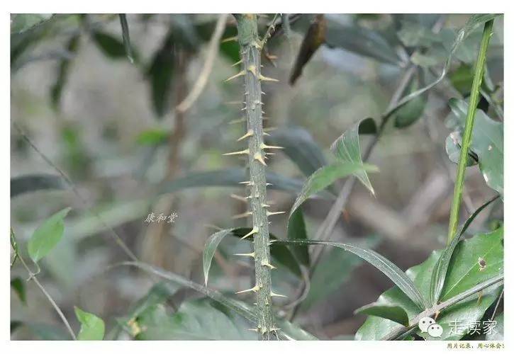 海南常见植物大全