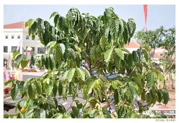 橡胶树,橡胶树属 大戟科305.酸豆,酸豆属