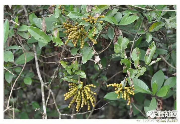 海南常见植物大全