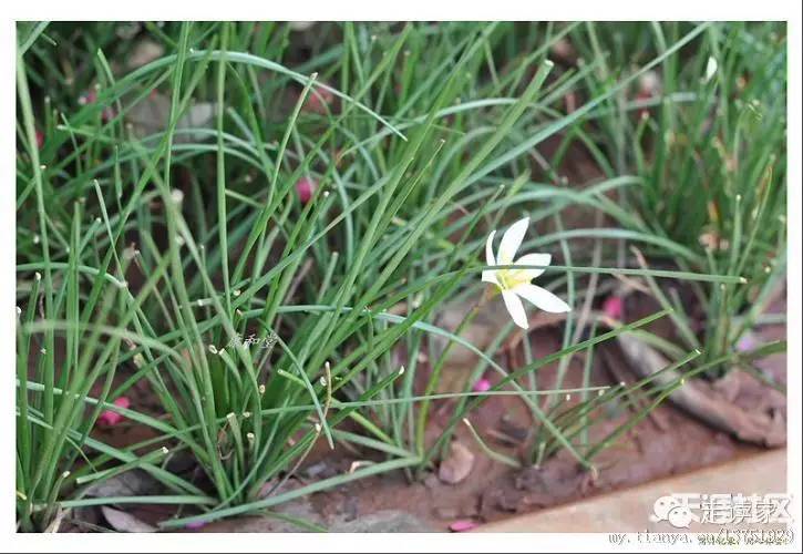 葱莲,玉簾属 石蒜科343.朱槿,锦葵科 木槿属344.