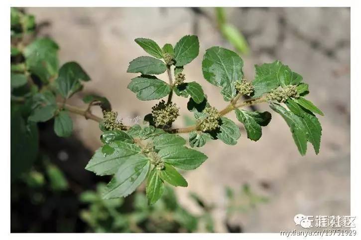 土蜜树,大戟科 土蜜树属 bridelia tomentosa378.