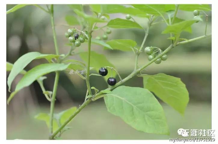 海南常見植物大全