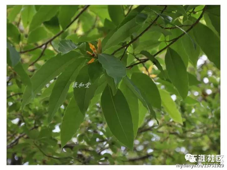 假菸葉樹,茄科 茄屬 solanum verbascifolium392.