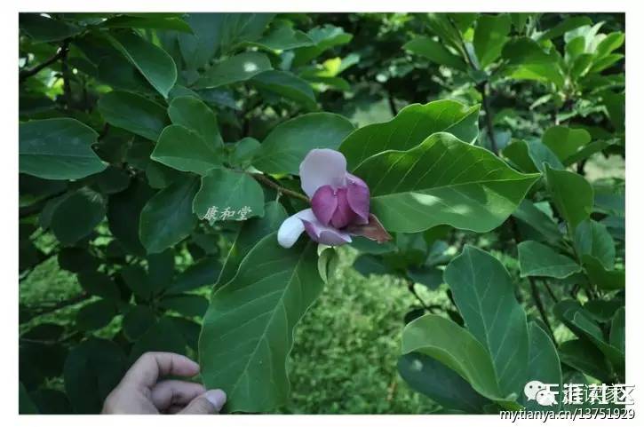 假菸葉樹,茄科 茄屬 solanum verbascifolium392.