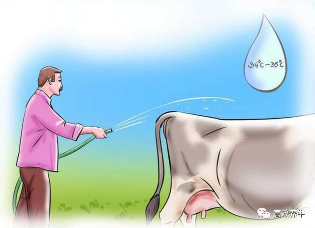 如何给一头母牛做人工授精这活儿有技巧全图详解