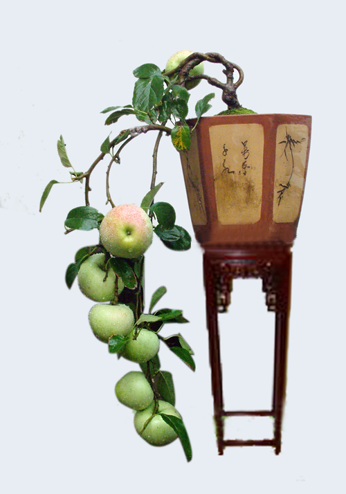 小盆果树更迷人