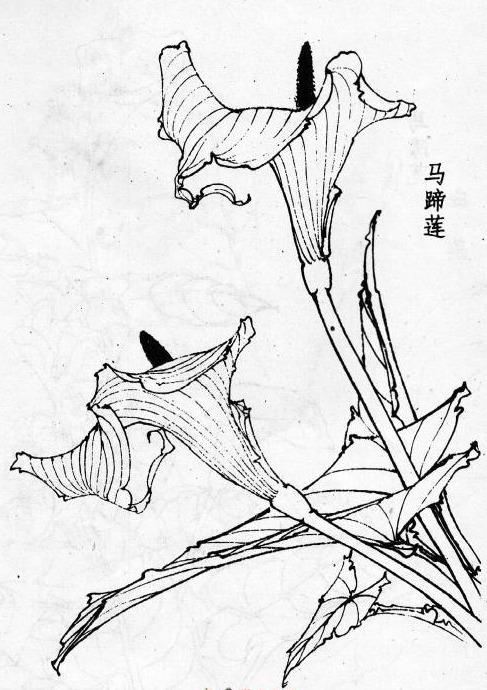 50张花卉高清线稿,适合临摹学习,喜欢白描和黑白插画的收藏