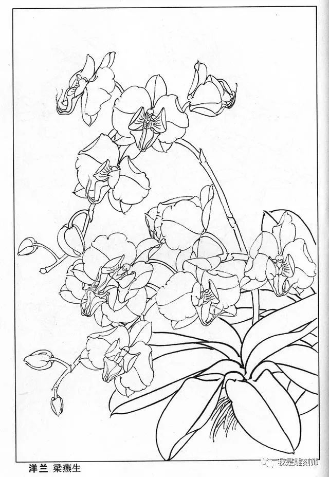 各种白描兰花高清手稿