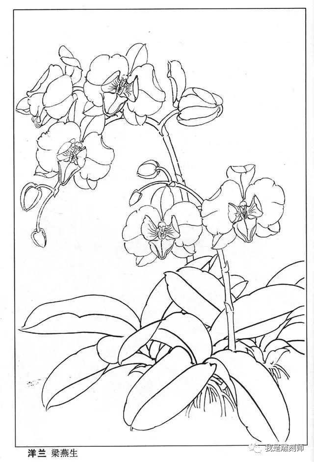 各种白描兰花高清手稿