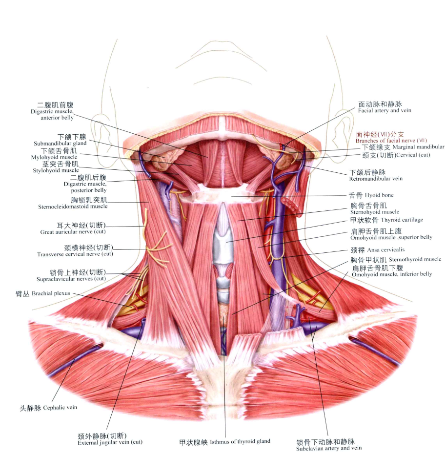 脖子肌肉图图片