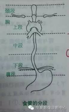 影像基礎一圖記住食管的分段