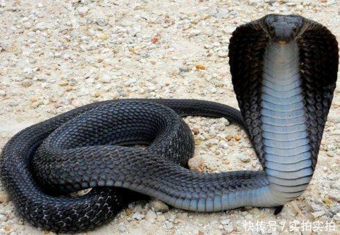 世界上最致命的十大毒蛇第一名竟然也生活在中国