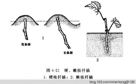 叶仙扦插生根方法图解图片