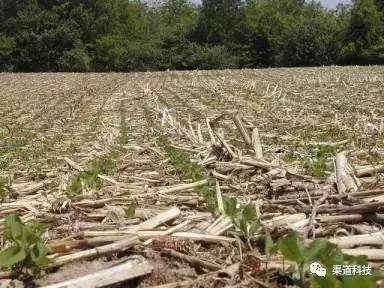 土壤结构,增强土壤保水保肥能力的同时也能够减少水分蒸发,促进淋盐