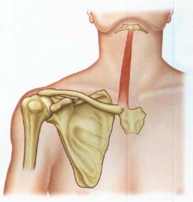 齐伟-舌骨上下肌群张力失衡的相关病例二,舌骨