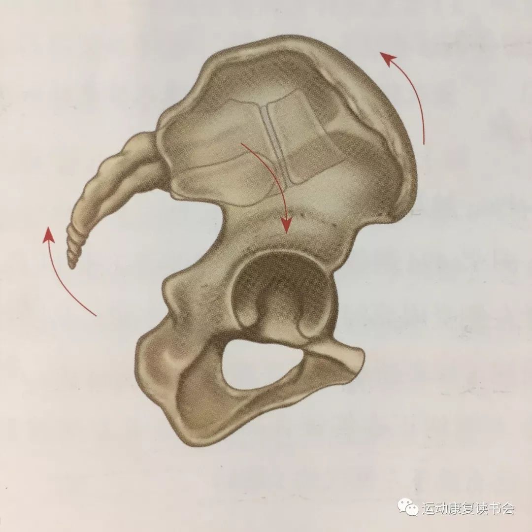 4髋骨旋后:3髋骨旋前:2耻骨联合下切:1耻骨联合上切
