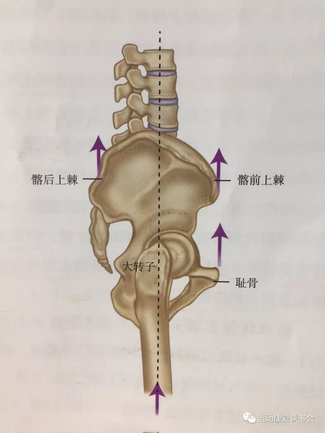 14種骨盆骶髂關節功能障礙及調整方法肌肉能量技術