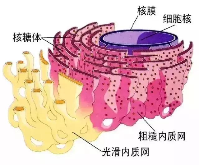 高中生物丨細胞核心知識點大全,圖文解釋超詳細 - 好網角收藏夾