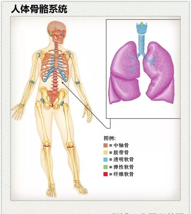 收藏人体各部位系统解剖全图
