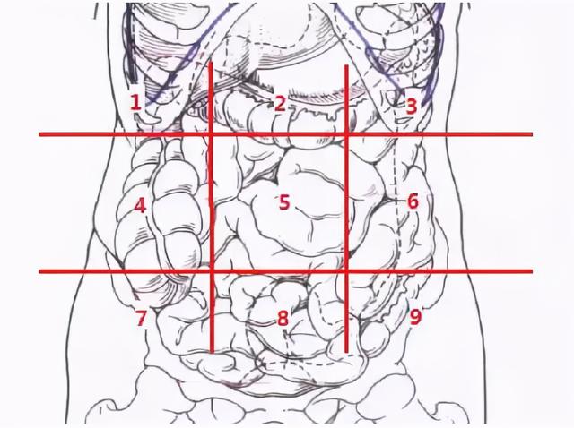 不同位置的腹痛代表了什么