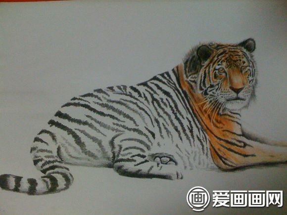 彩铅画老虎的绘画教程用彩色铅笔画出一只活生生的卧虎的图文步骤