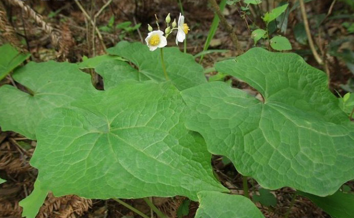 血水草图片和介绍