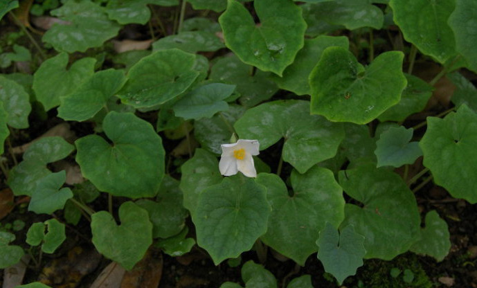 血水草图片和介绍